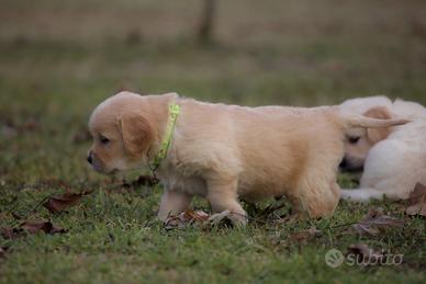 Golden retriver con pedigree