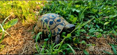 Tartaruga hermanni
