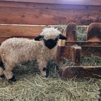 Agnello Naso Nero del Vallese