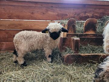 Agnello Naso Nero del Vallese