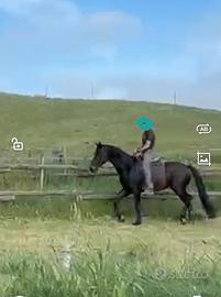 Cavallo da dressage