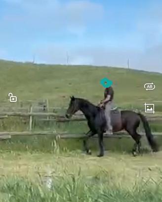 Cavallo da dressage