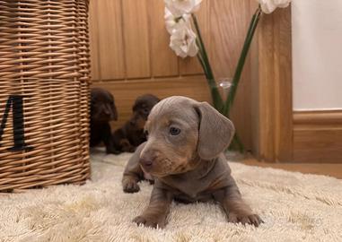 Cuccioli bassotti blu solo maschi