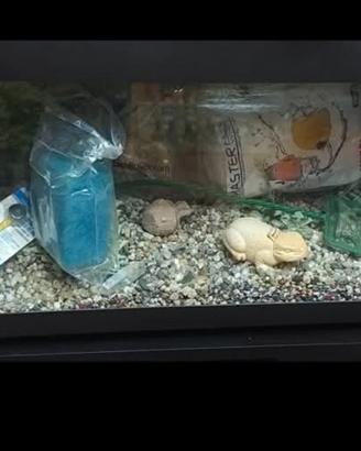 Acquario