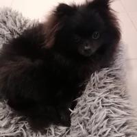 Cucciola Spitz di Pomerania 7 mesi