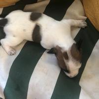 Cucciole Jack russell