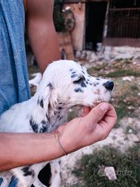 Setter Inglese cuccioli