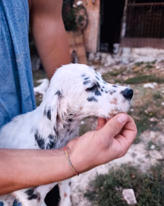 Setter Inglese cuccioli