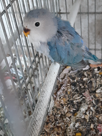 Inseparabile di due mesi