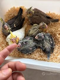 Pappagalli Calopsite