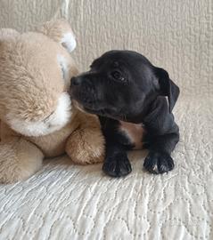Staffordshire Bull Terrier Staffy cuccioli