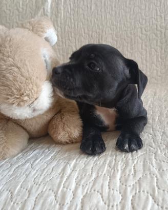Staffordshire Bull Terrier Staffy cuccioli
