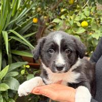 Border collie