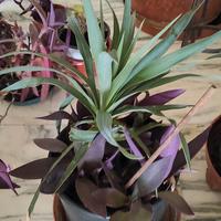 piante con fiori rosa 4 piccole 10 Euro