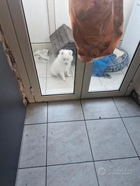 Volpino di pomeranea