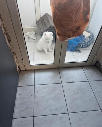 Volpino di pomeranea