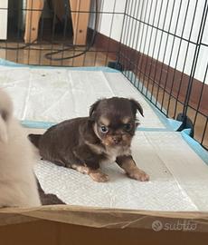 Cuccioli chihuahua