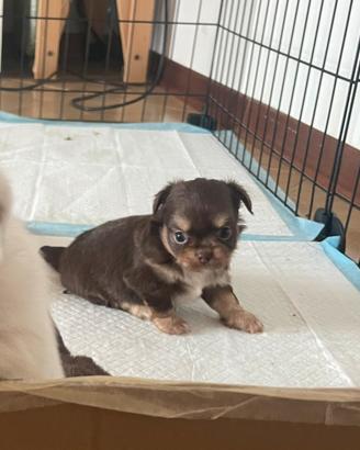 Cuccioli chihuahua