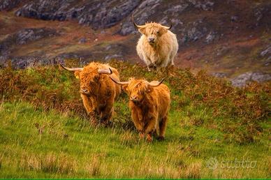 Vendita immobili in val Varaità