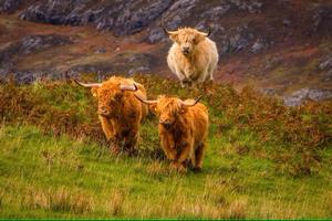 Vendita immobili in val Varaità