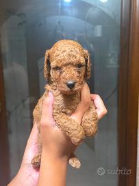 Barboncini toy red maschi
