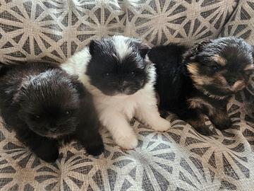 Pomerania con pedigree enci