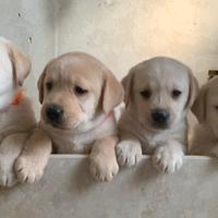 Labrador femminucce con pedigree