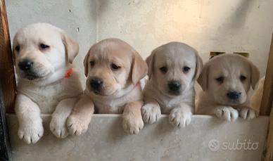 Labrador femminucce con pedigree