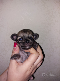 Chihuahua maschietti