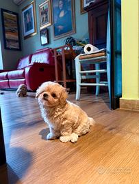 Cucciola Maltipoo Mini Toy