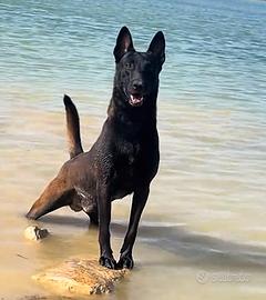 Pastore belga malinois top