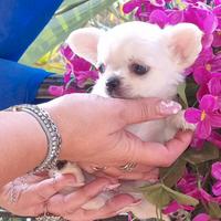 Cuccioli di chihuahua occhi azzurri
