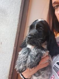 Dog Puppies English Cocker Spaniel Bredeer