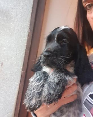 Dog Puppies English Cocker Spaniel Bredeer