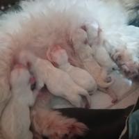 Maltese
