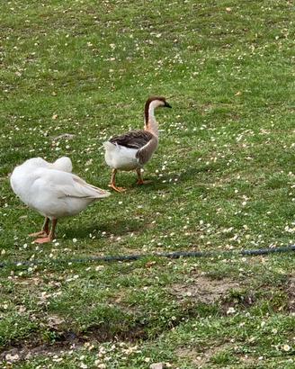 Oca cignoide femmina