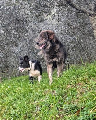 Pastore della Sila per monte pedigree