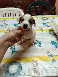 Cuccioli jack a nani zampa corta solo femmine