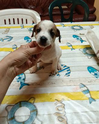Cuccioli jack a nani zampa corta solo femmine