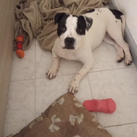 American Staffordshire terrier