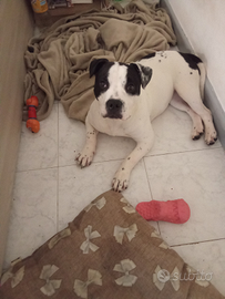 American Staffordshire terrier