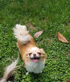 Chihuahua femmina con pedigree enci