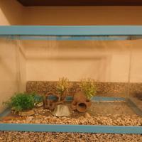 Acquario