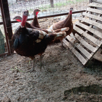 Tacchini rossi di Borbone