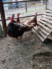 Tacchini rossi di Borbone