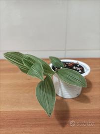 Piantina radicata tradescantia green iceland