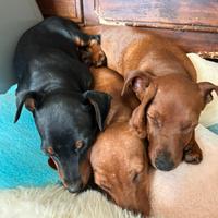 Splendidi cuccioli dí Pinscher nano