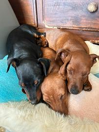Splendidi cuccioli dí Pinscher nano