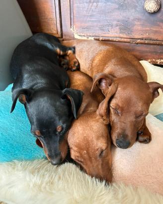 Splendidi cuccioli dí Pinscher nano