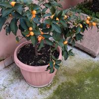 pianta di mandarino Cinese a ovetto 